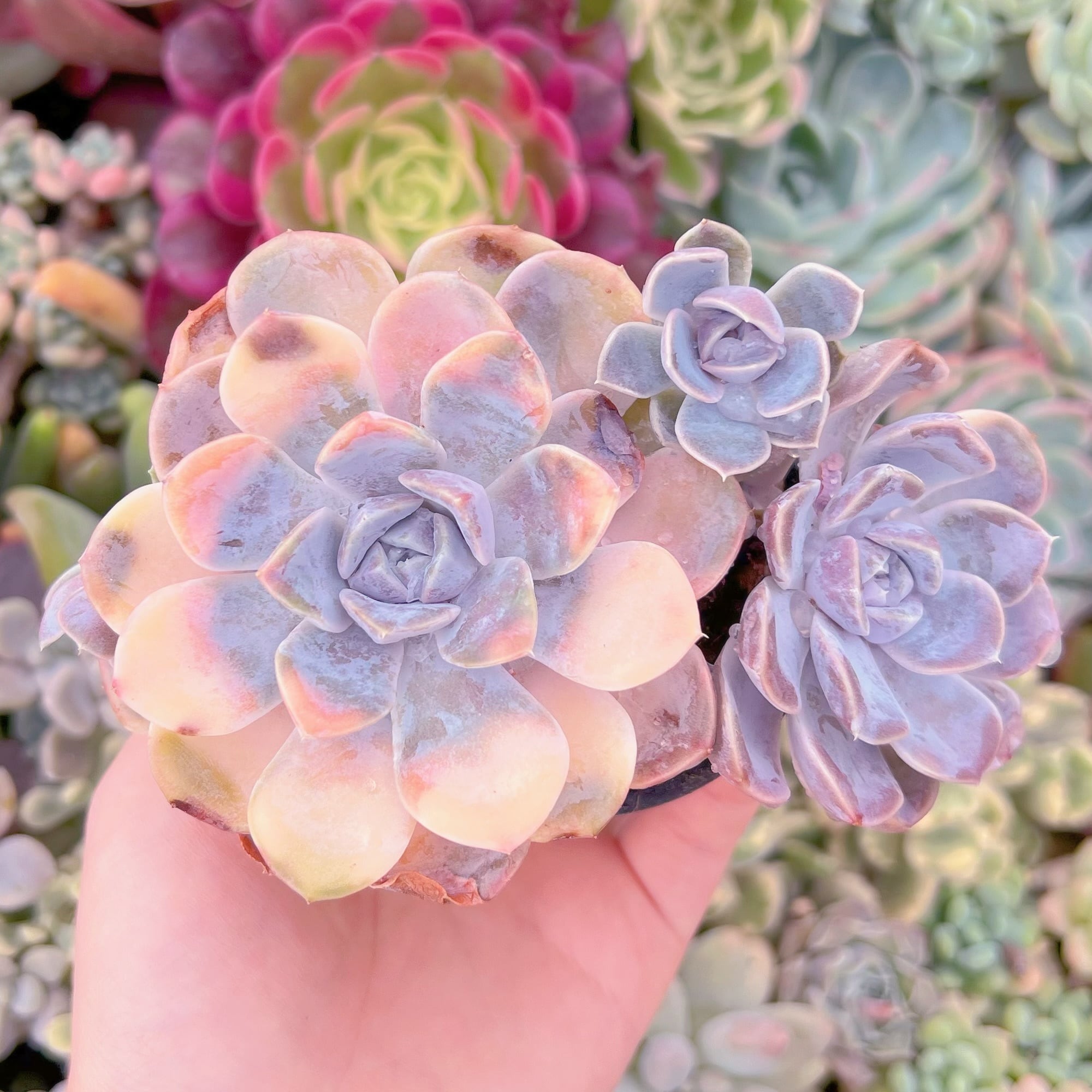 現品　Tynie Burger#F034　群生　るる農園