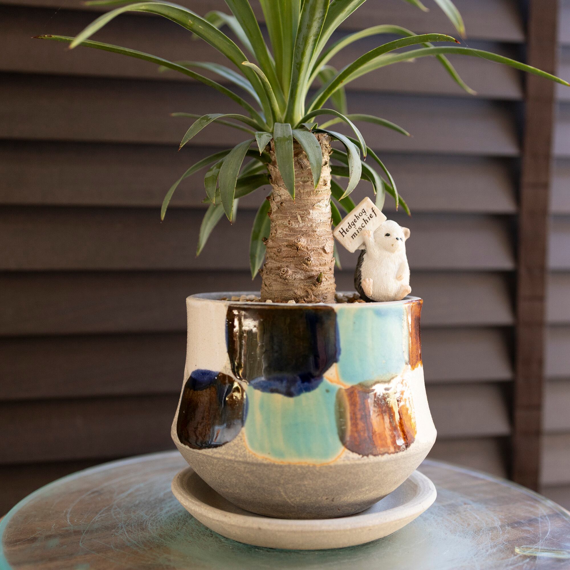 ユッカ デスメティアーナ 胴切り ブランチ 4号 信楽焼 陶器鉢 Yucca