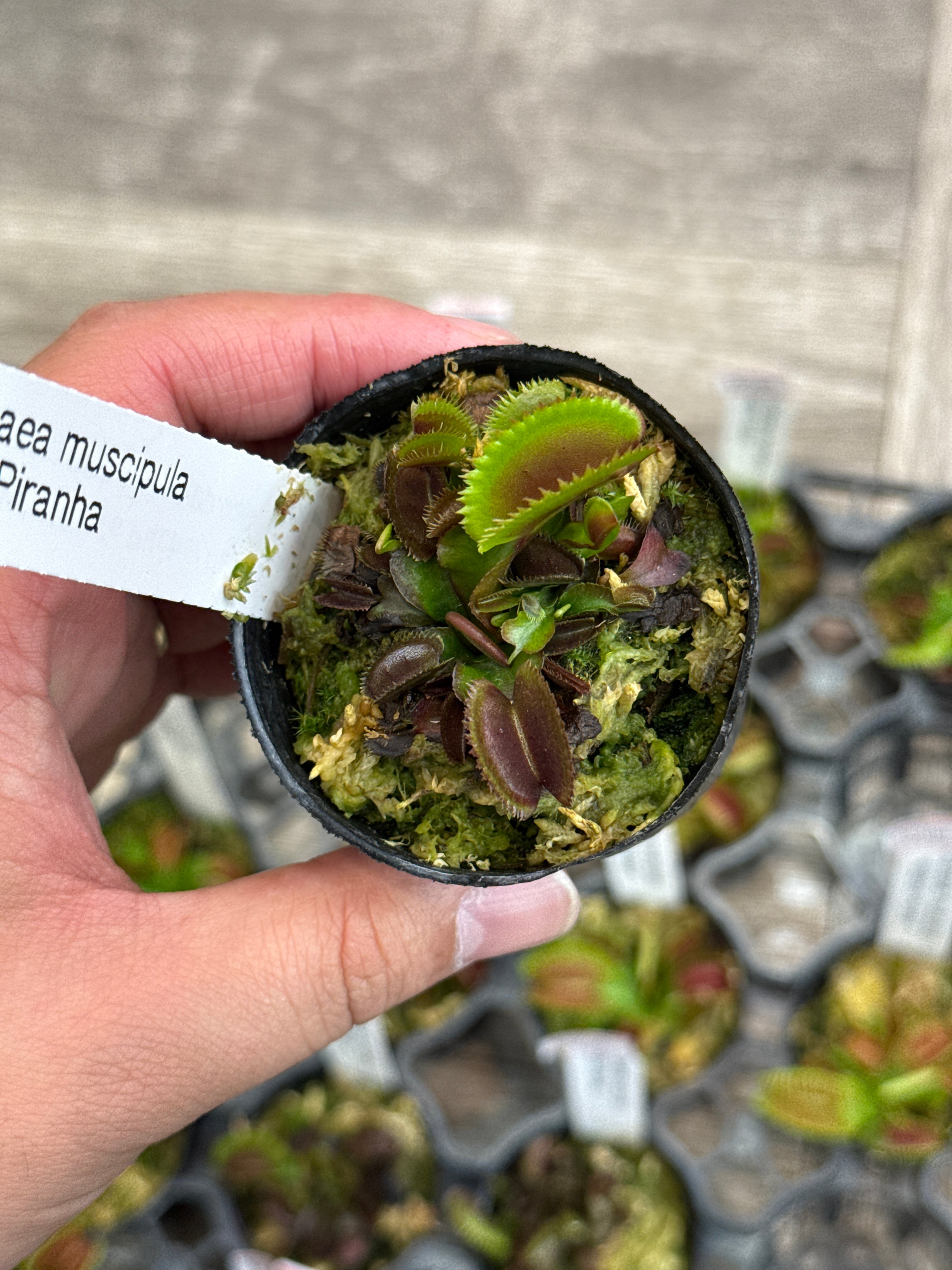 食虫植物】 Dionaea muscipula 