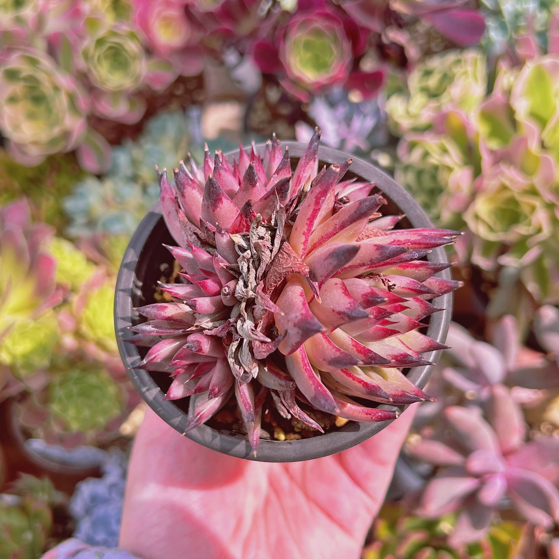 現物　多肉植物　血羅　特大　抜き苗
