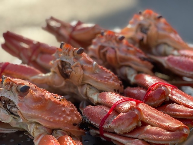 【ご予約販売】【お買い得！新春お年玉セール！】鳥取県産 足取れ1-2本カニ600/700g①　家で贅沢 『蒸風呂松葉蟹』1匹 5,900円