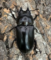 【F0】《ローゼンベルグオウゴンオニ 67mm ペア》