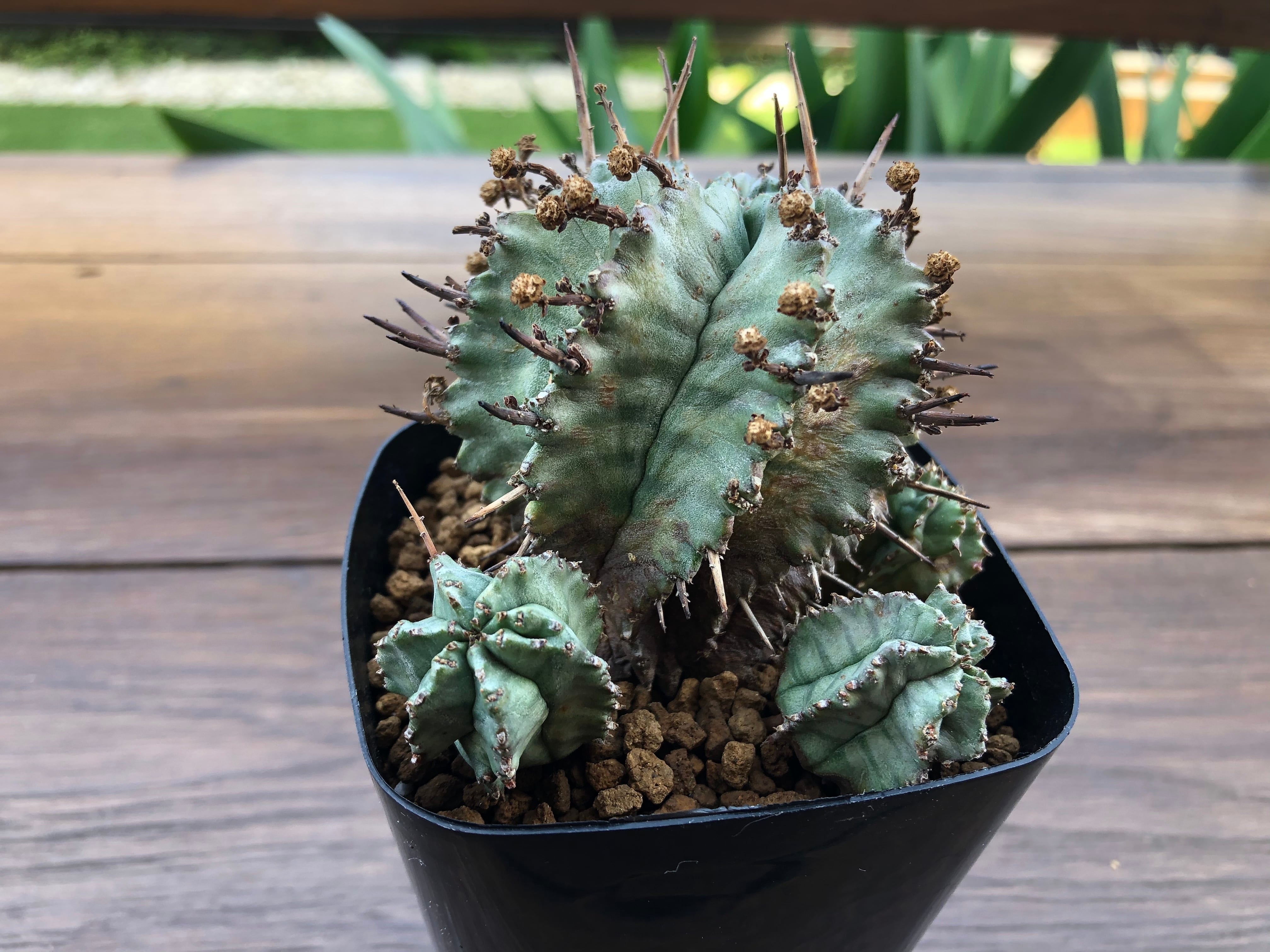 Euphorbia Horrida ユーフォルビア・ホリダ ゲンコツホリダ　多肉植物 | plants MARU ー  多肉植物・サボテン・園芸グッズのお店 ー powered by BASE