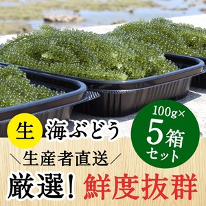 【100g×5個セット】沖縄 南城市産 朝採れ生海ぶどうA級品