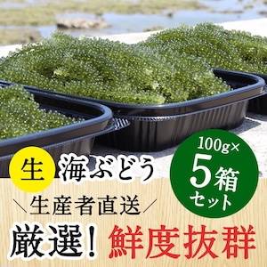 【100g×5個セット】沖縄 南城市産 朝採れ生海ぶどうA級品