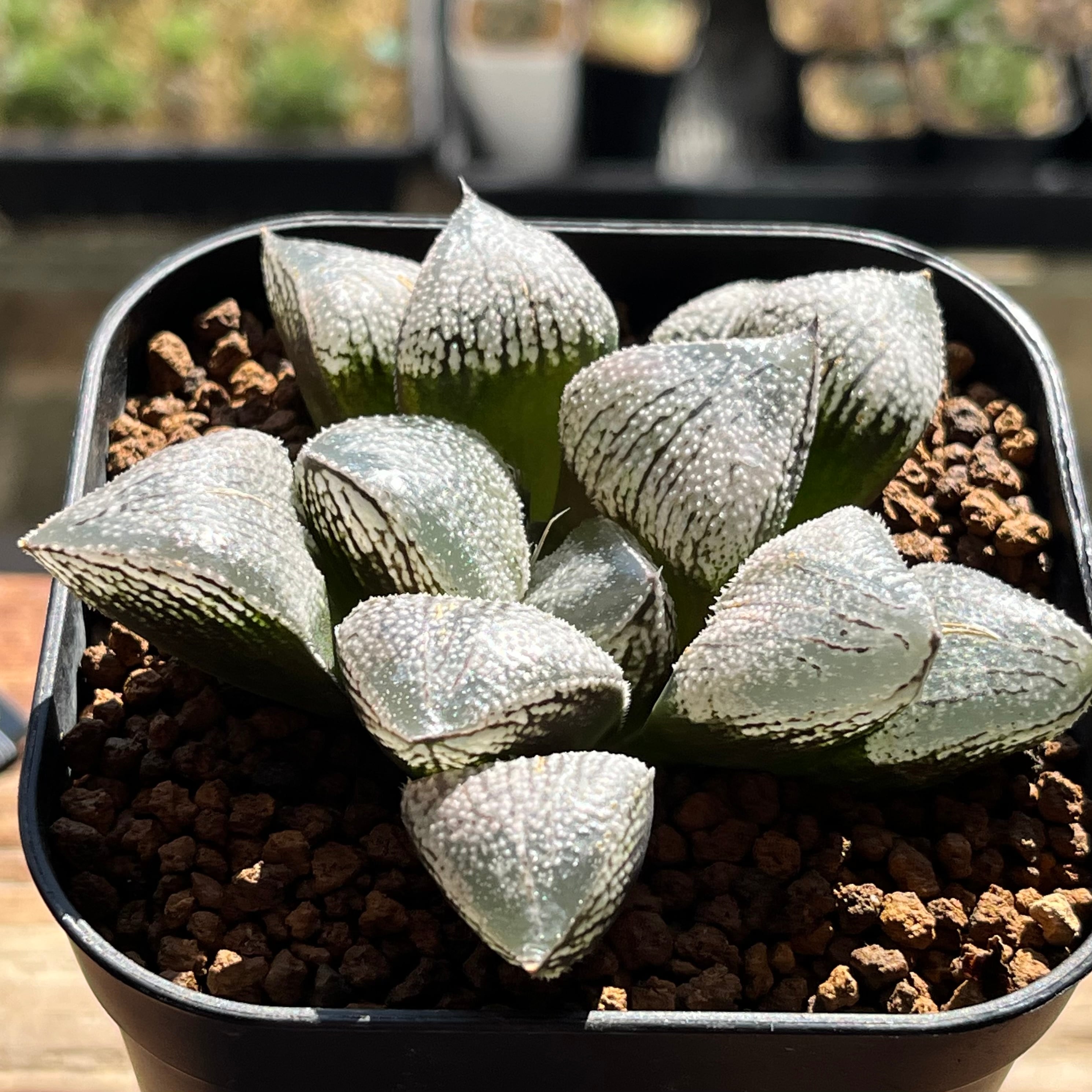 mocono_plants