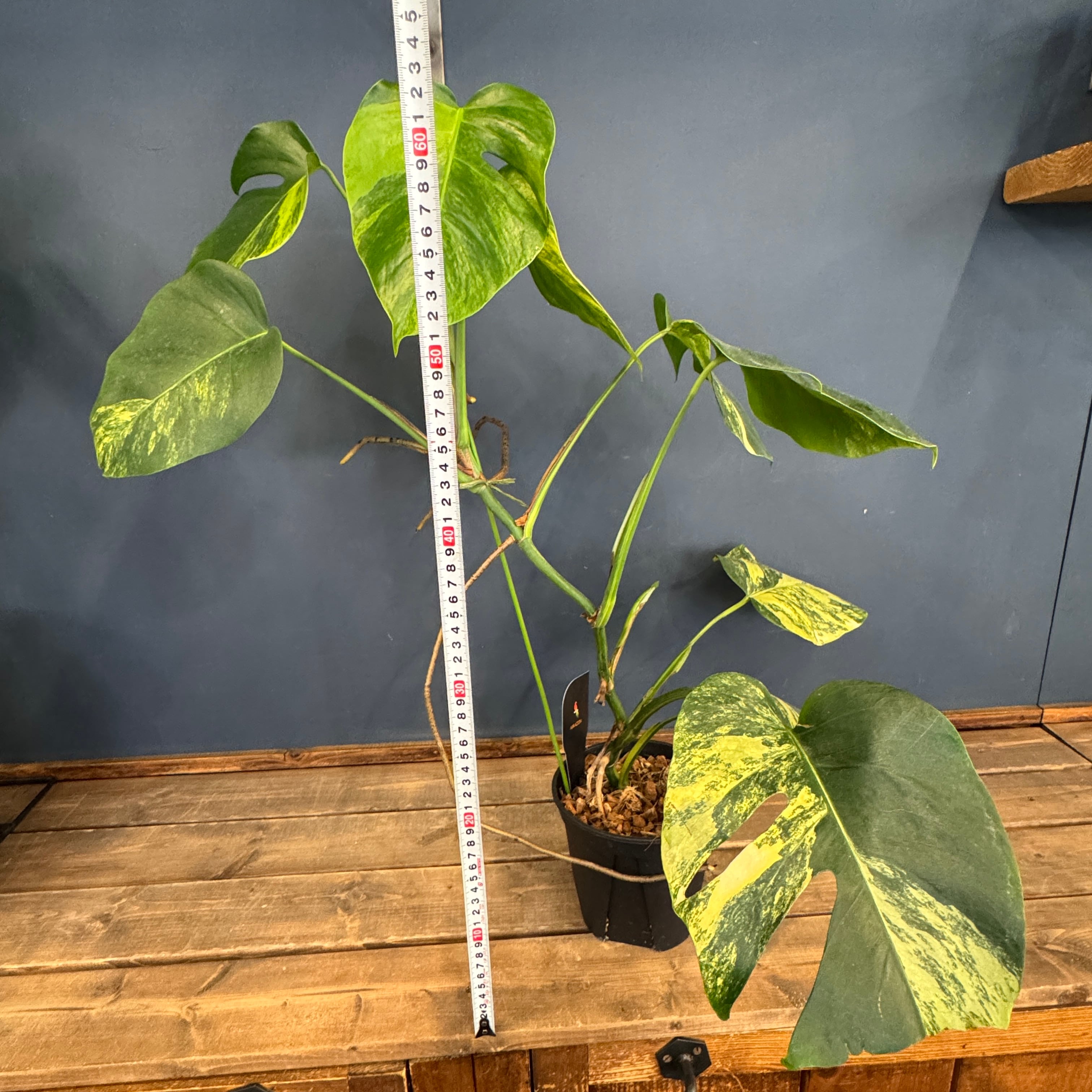 クリアランス】モンステラ ボルシギアナ オーレア(黄斑)【1050