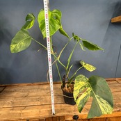 【クリアランス】モンステラ ボルシギアナ オーレア(黄斑)【1050】