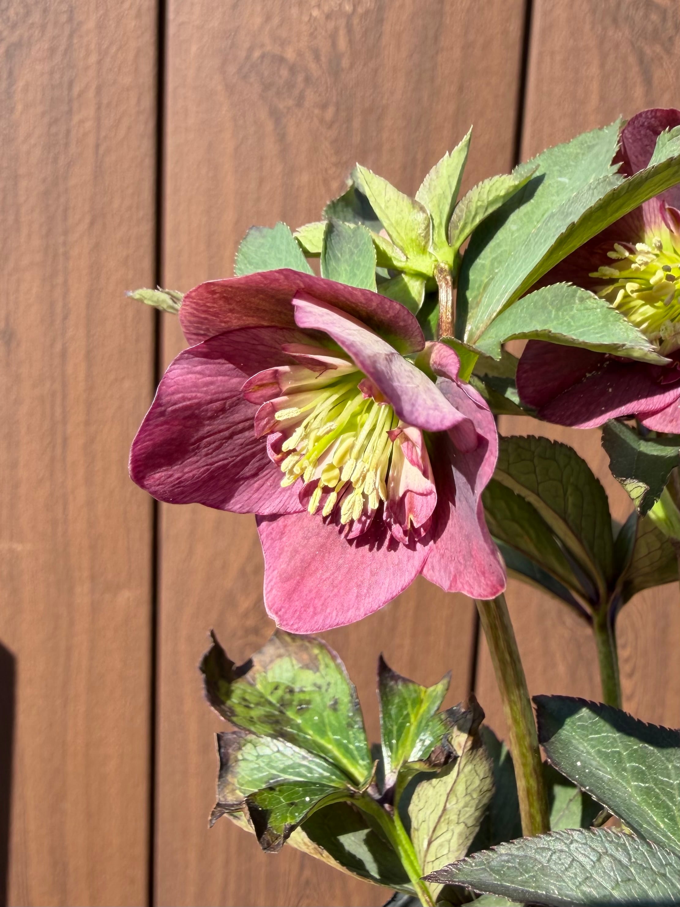 デュメ系リバーシブル 大木ナーサリー クリスマスローズ【Og16】送料