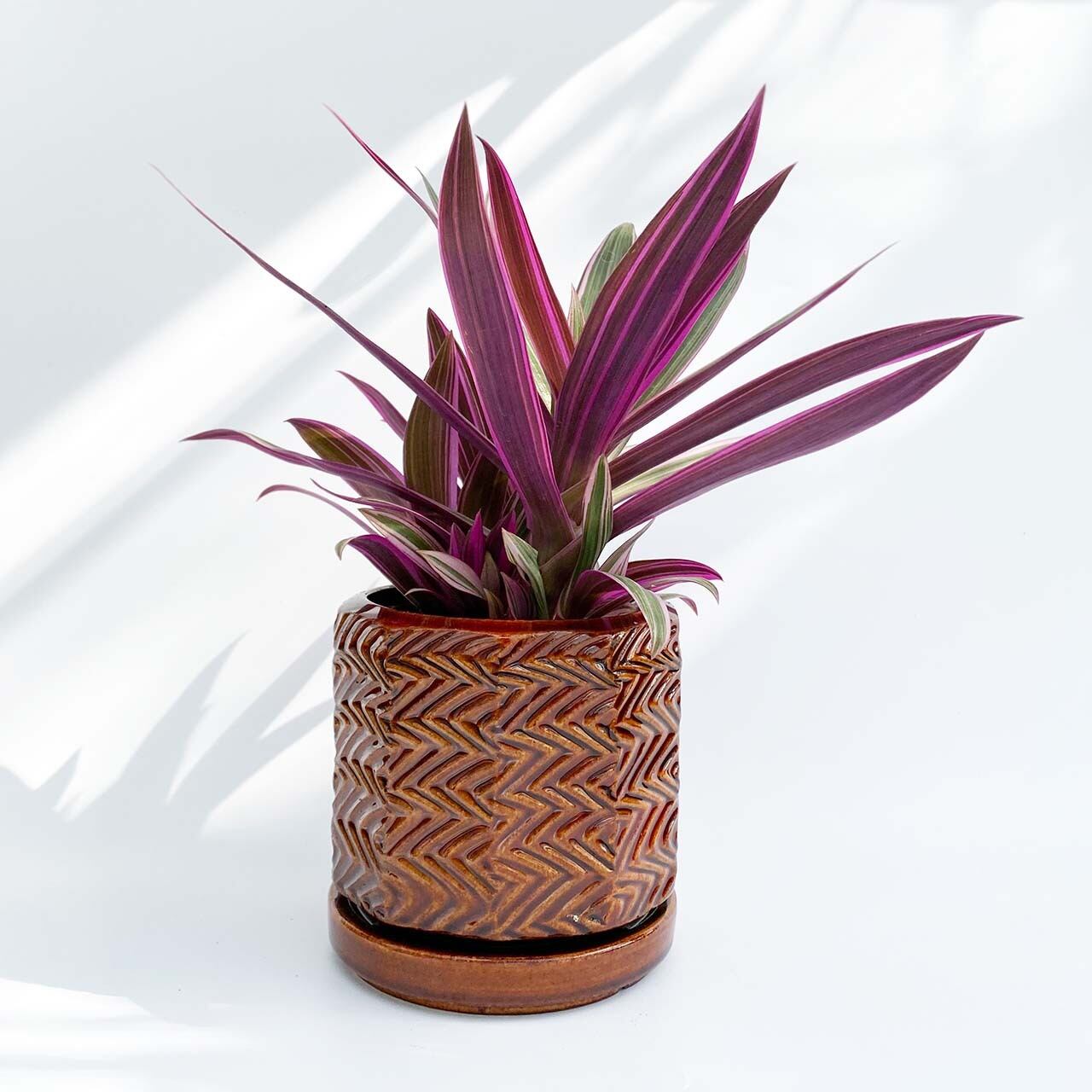 現品販売 ムラサキオモト Thidori Pot 信楽焼 Inakougei イナコウゲイ おしゃれ 観葉植物 鉢 多肉 猫