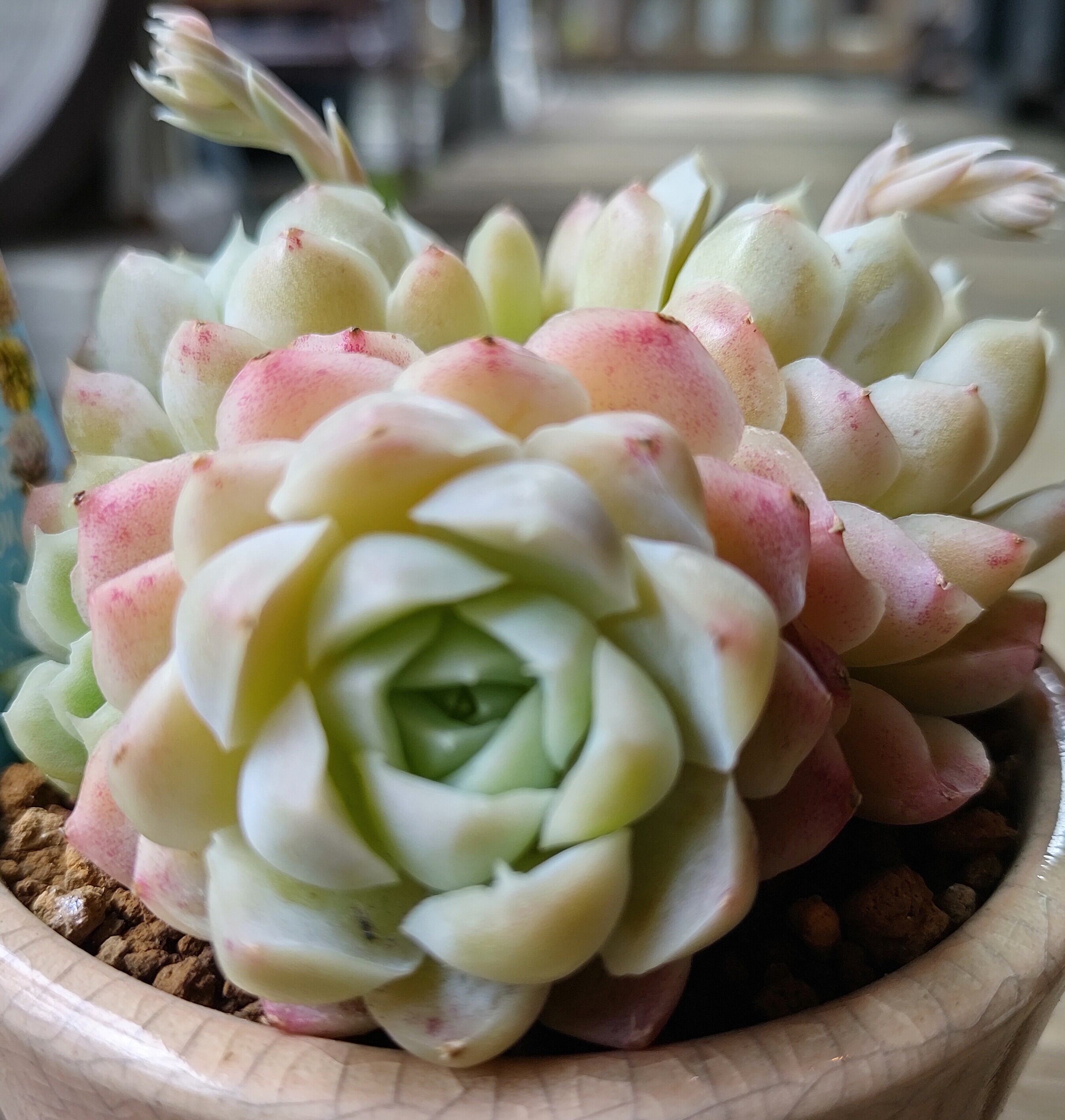 T鉢入り群生ヒューミリス | RuPo 多肉植物専門店