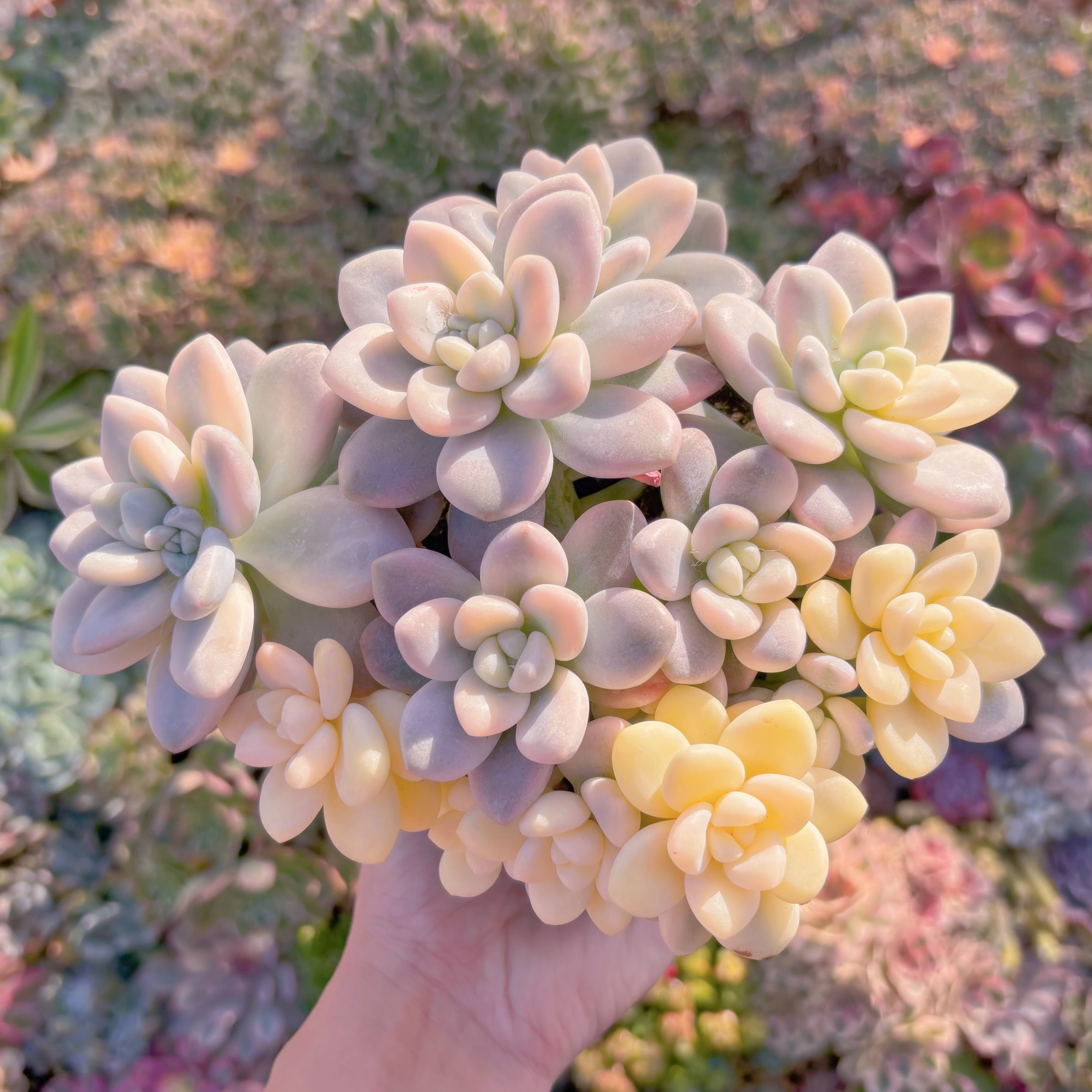 現品　マカロン錦#A074　極上株　超美苗　在庫僅少　るる農園