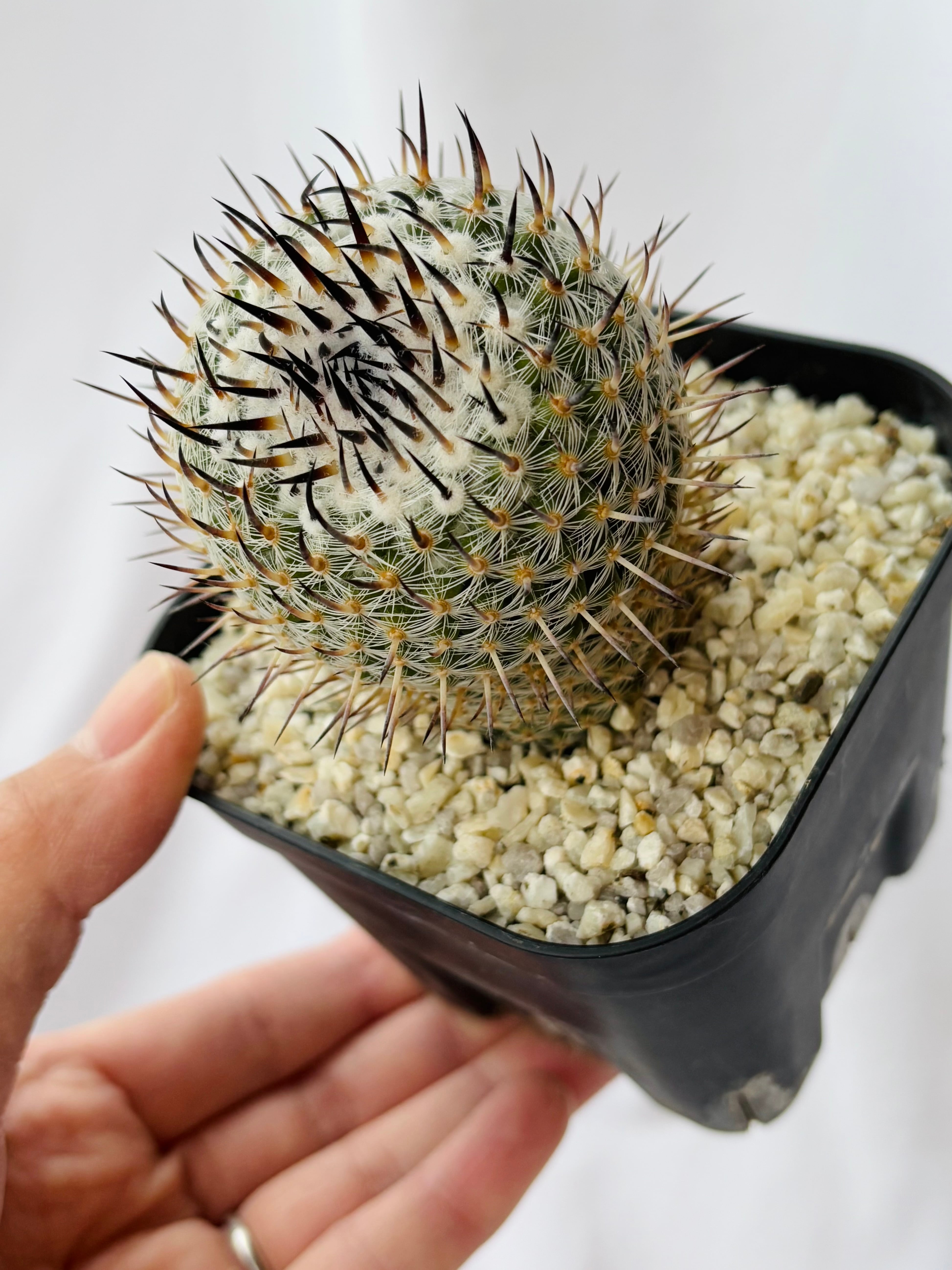 Mammillaria parkinsonii 'Azarashi' マミラリア 黒刺アザラシ