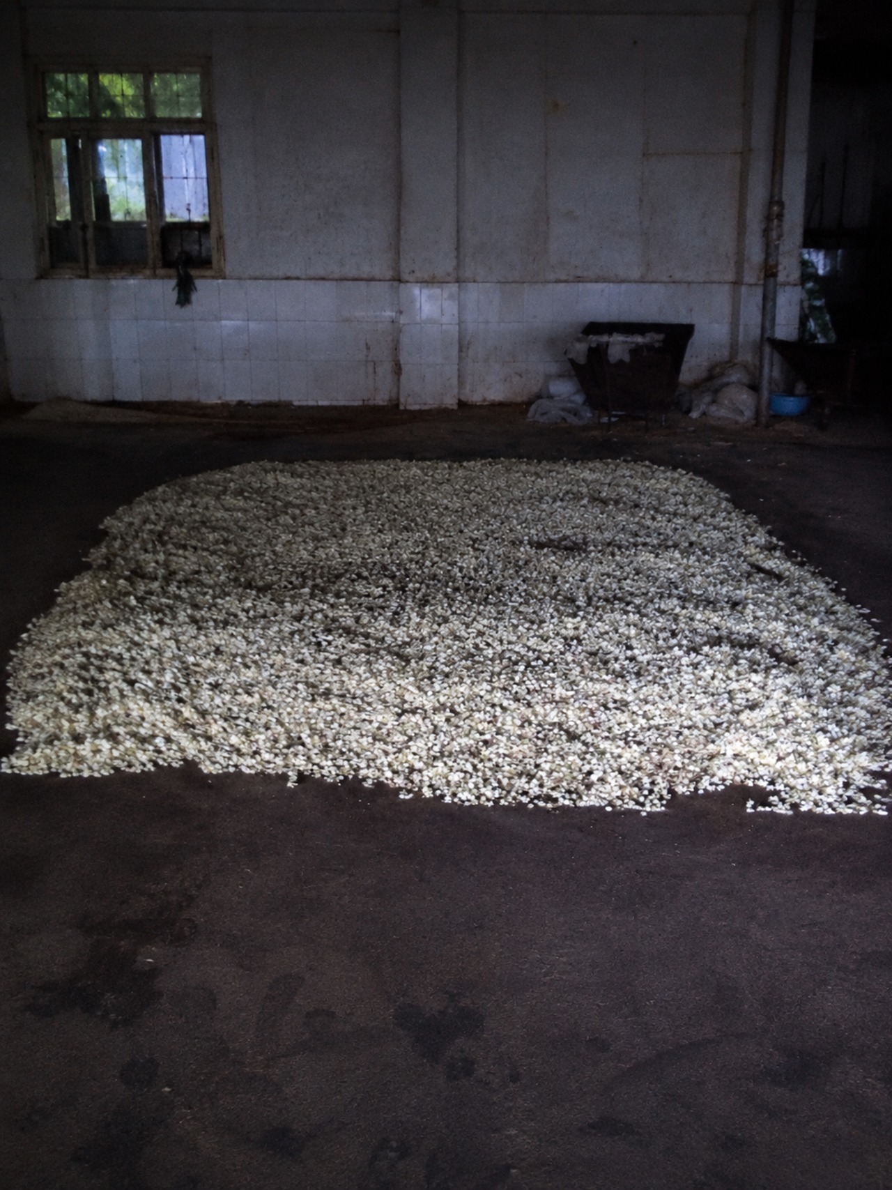 広西横県産 最高級ジャスミン茶 200g｜花香る本格ジャスミン茶