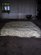 広西横県産 最高級ジャスミン茶 200g｜花香る本格ジャスミン茶