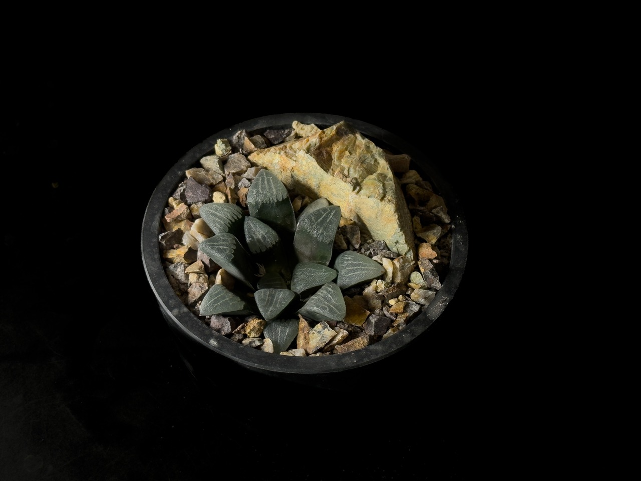 Habitat Style Haworthia"Sen-no-kaze"
