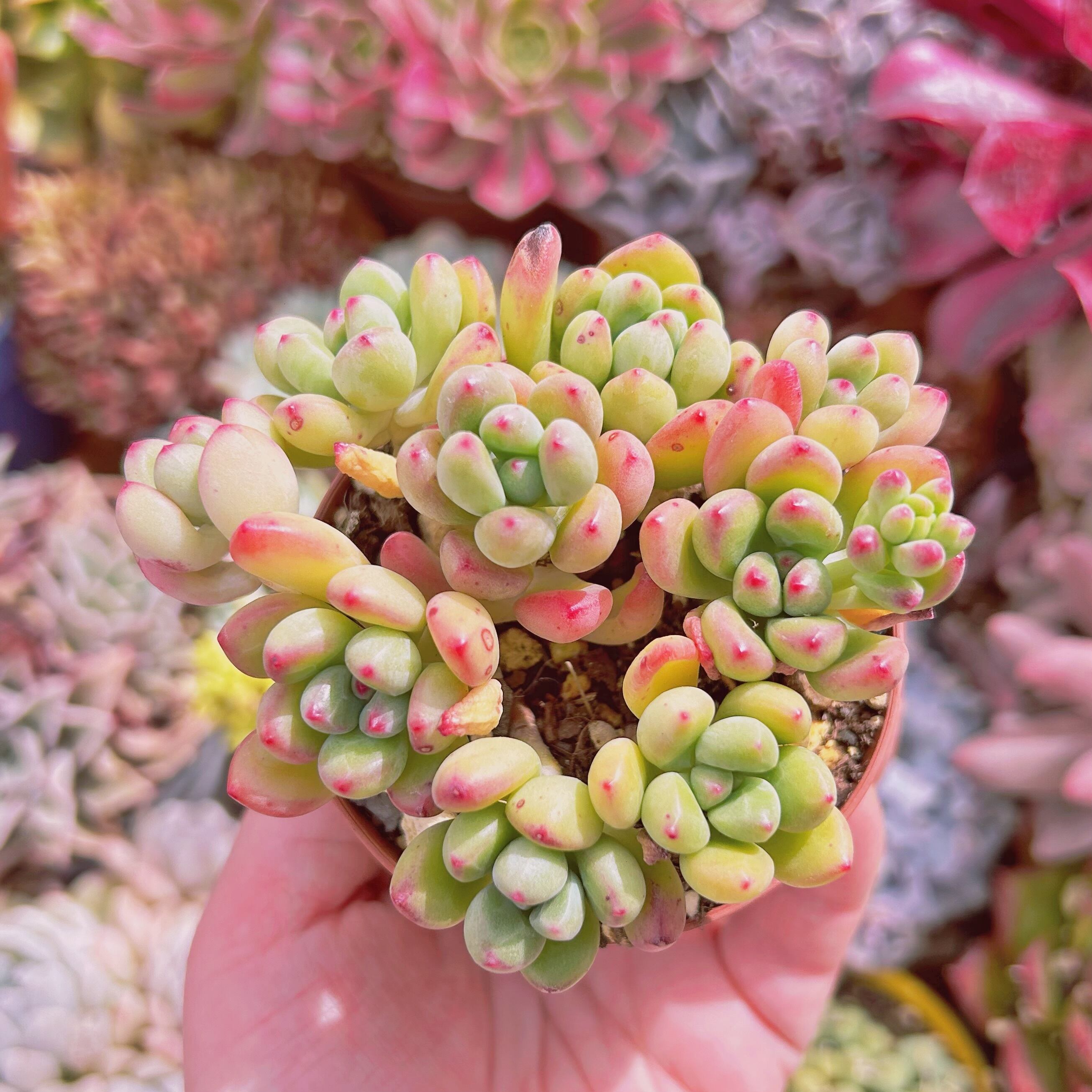 #598現物　多肉植物　新品種　トミーキャット　