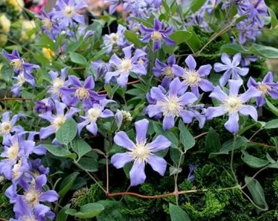 クレマチス ユーリ インテグリフォリア系 | mateflowergarden