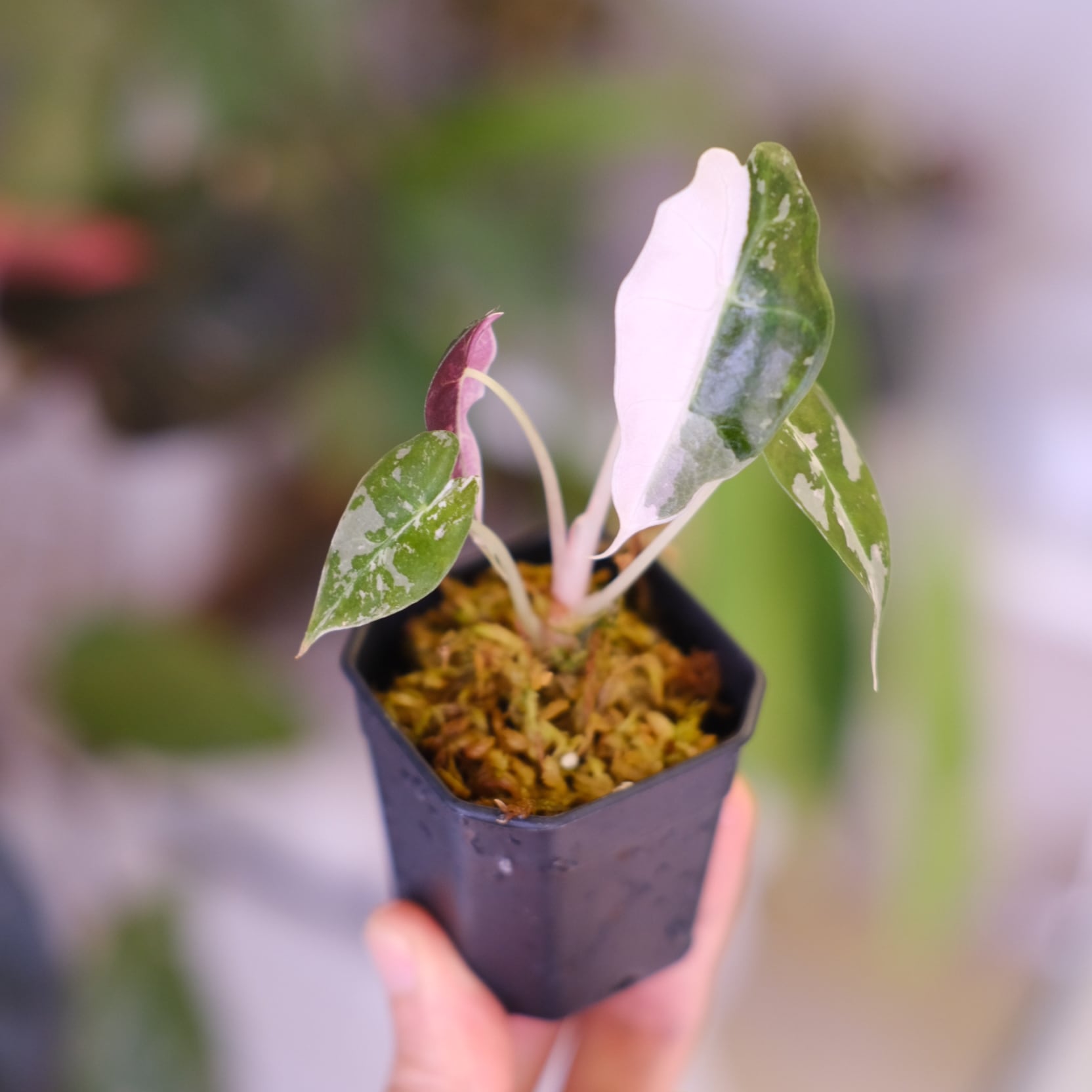 斑入りアロカシア / Premium Alocasia | tokyoplants / 観葉植物専門店