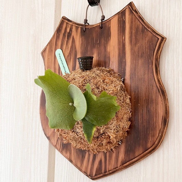 ビカクシダ ウィリンキー 板付 【観葉植物 室内 コウモリラン】