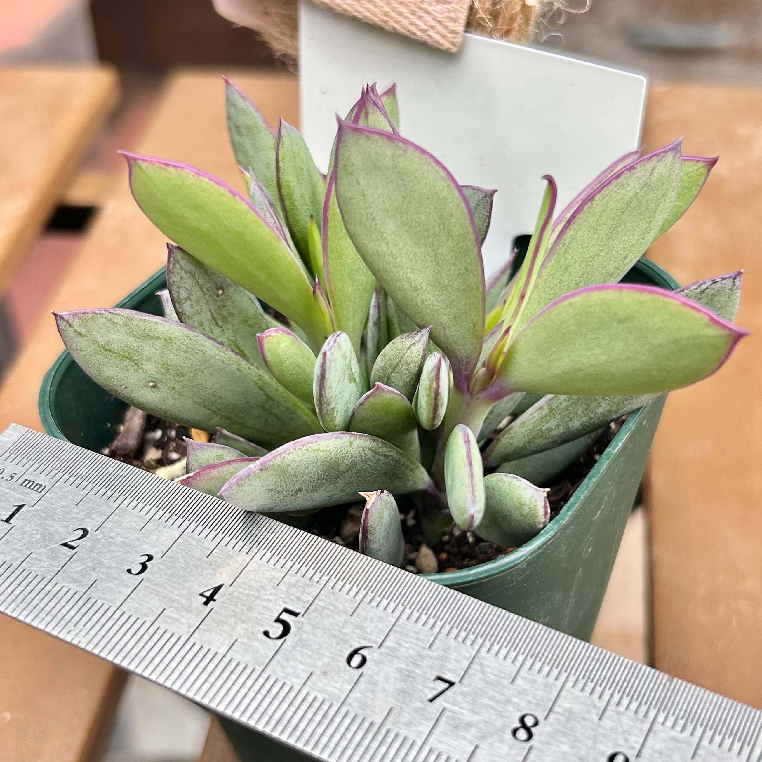 I様専用ページ(クラシハマタ) | RuPo 多肉植物専門店