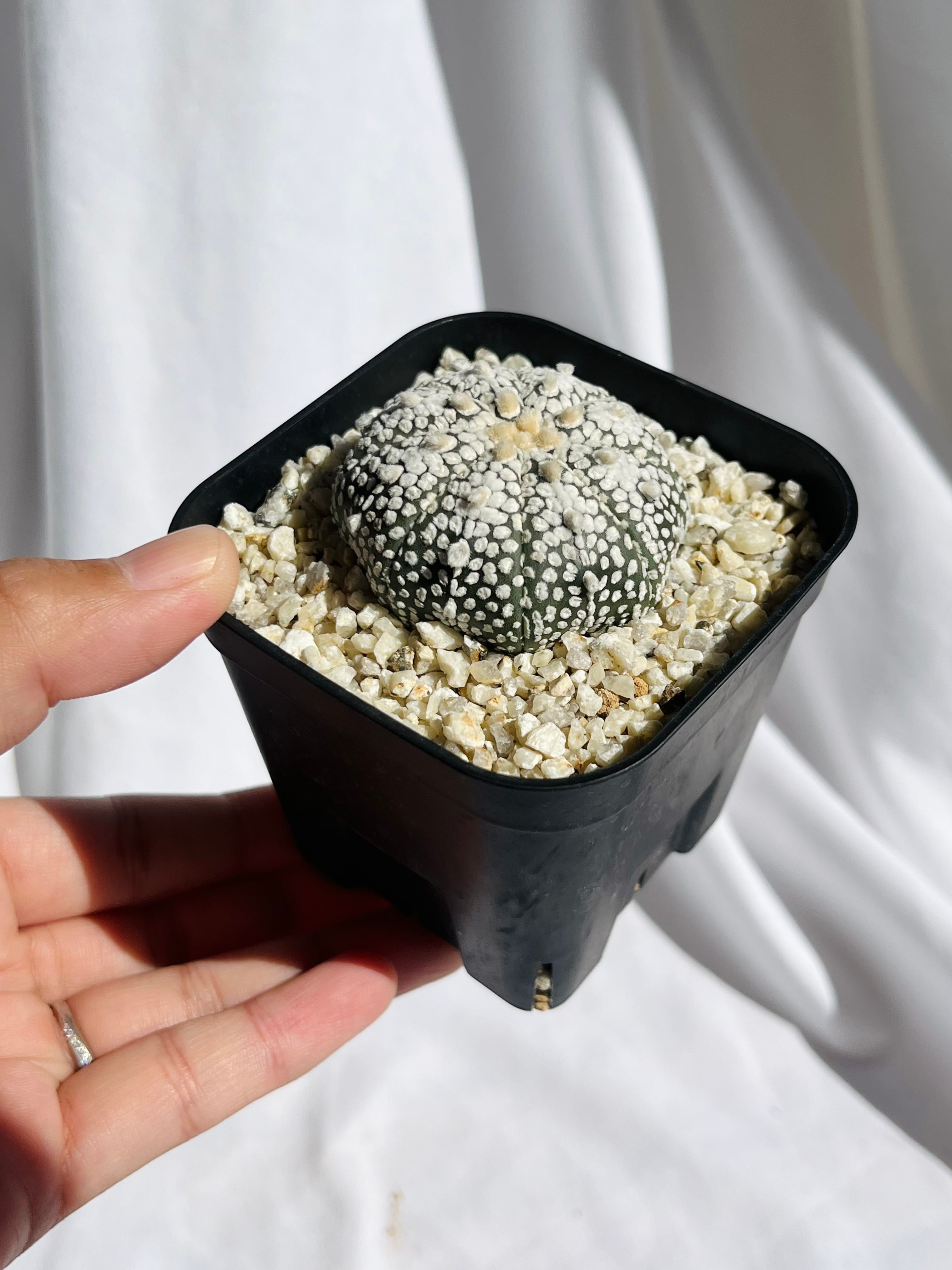 Astrophytum asterias ミラクル兜 兜丸 サボテン | plants MARU