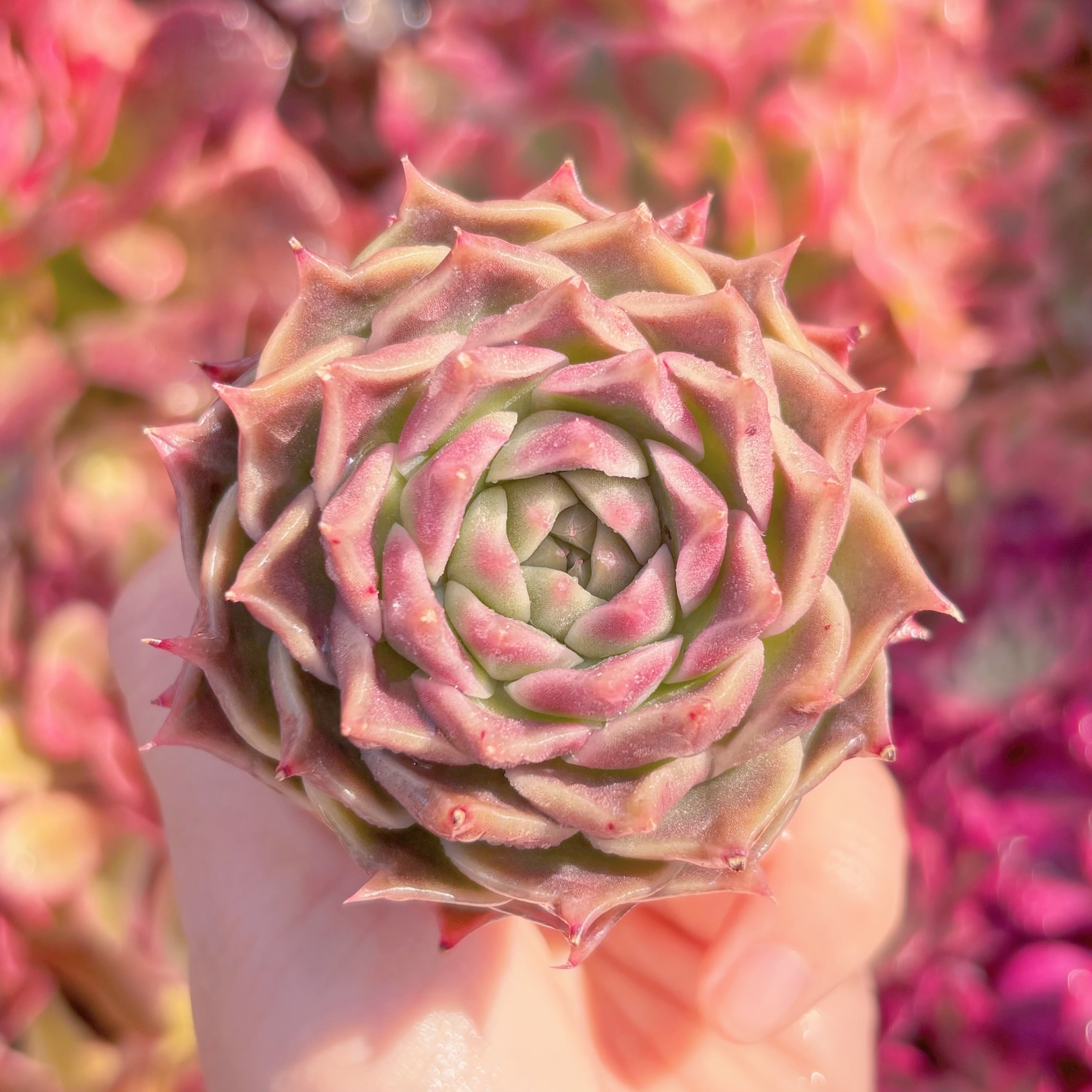 多肉植物　新品種　月華ローズ　新入荷　るる農園