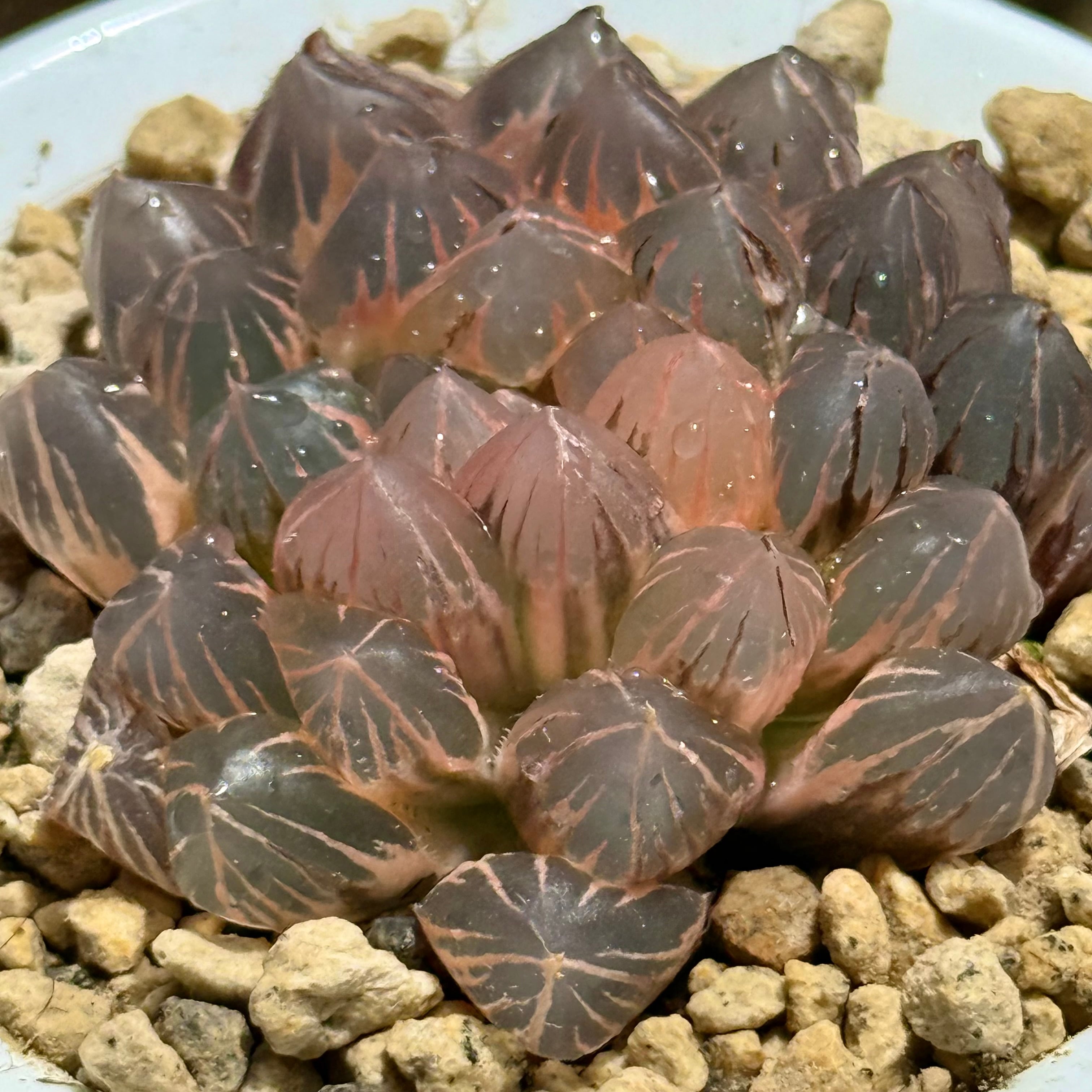 紫王オブツーサ錦 B157 糊斑超美株 | 珍しいハオ楽園