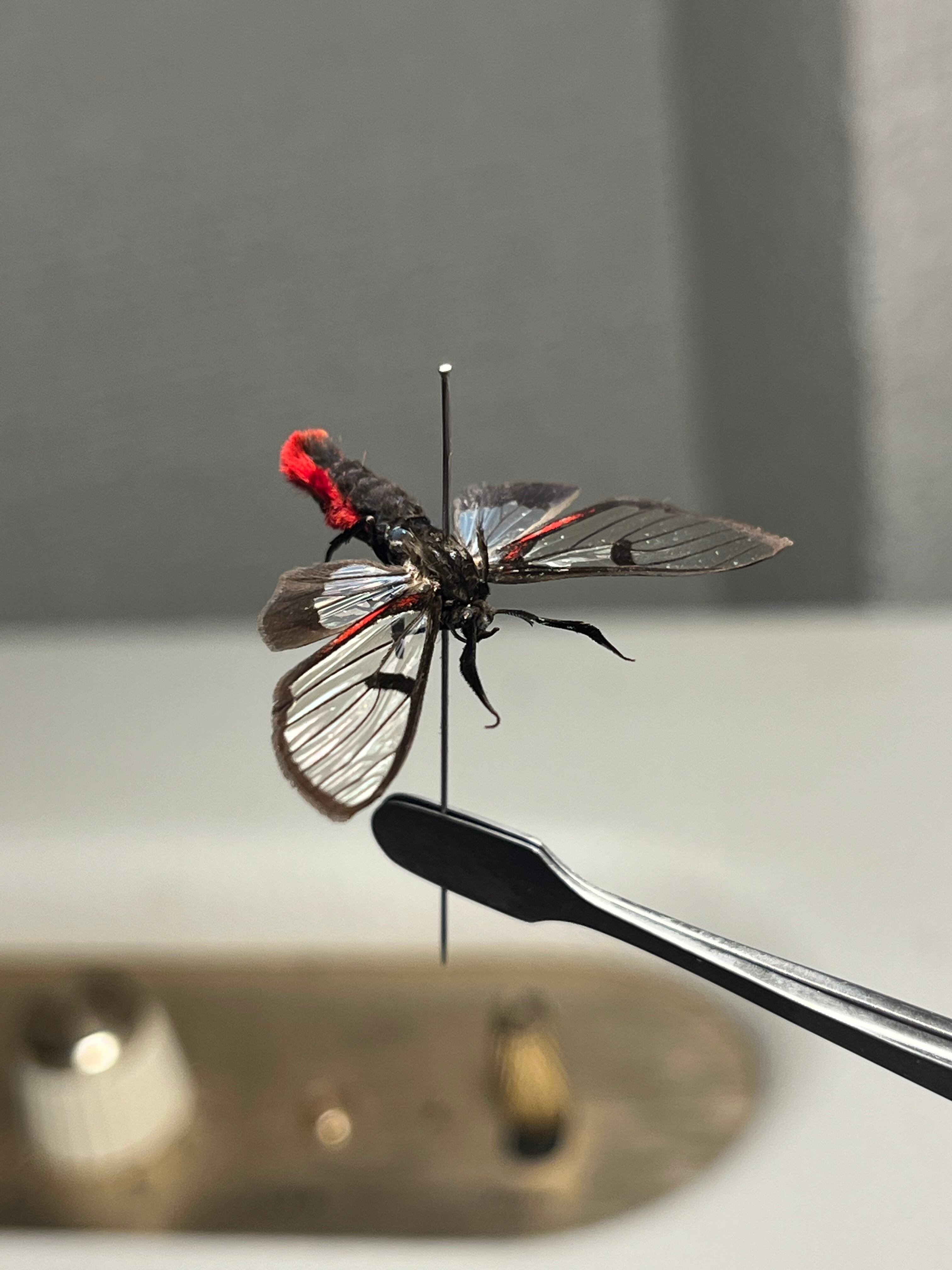 ハラアカスカシヒトリ♂ 外国産蝶標本 ピカソモス ホーク ハチ擬態 蛾
