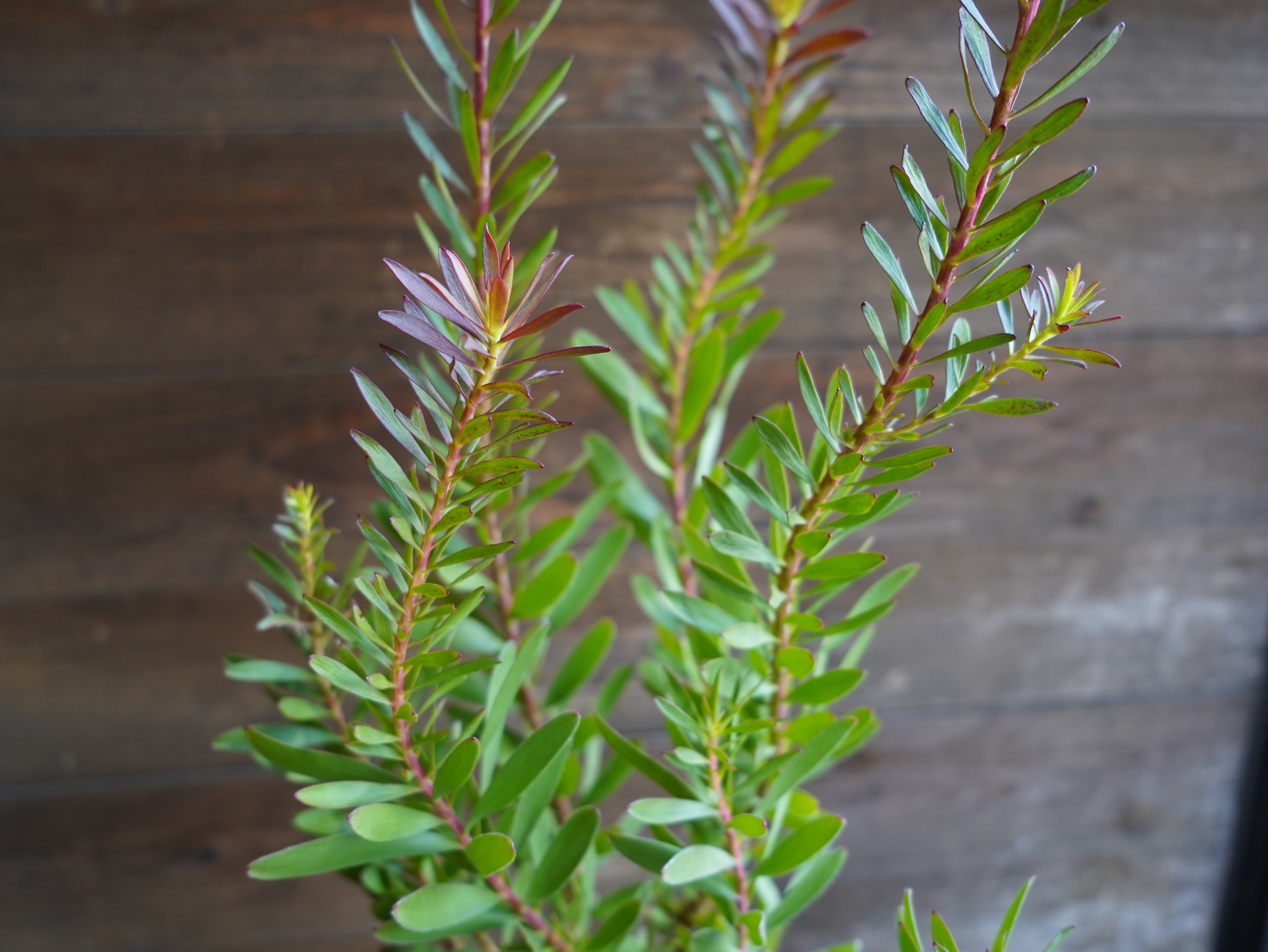 【現物】リューカデンドロン　”Safari Sunset”　６号