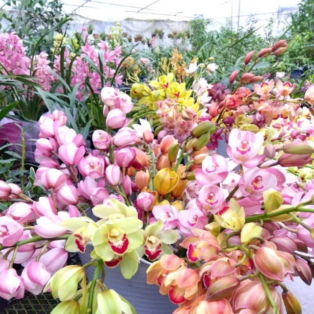 hanazukin（花ずきん） 農家直送の花苗・シンビジュームの花束