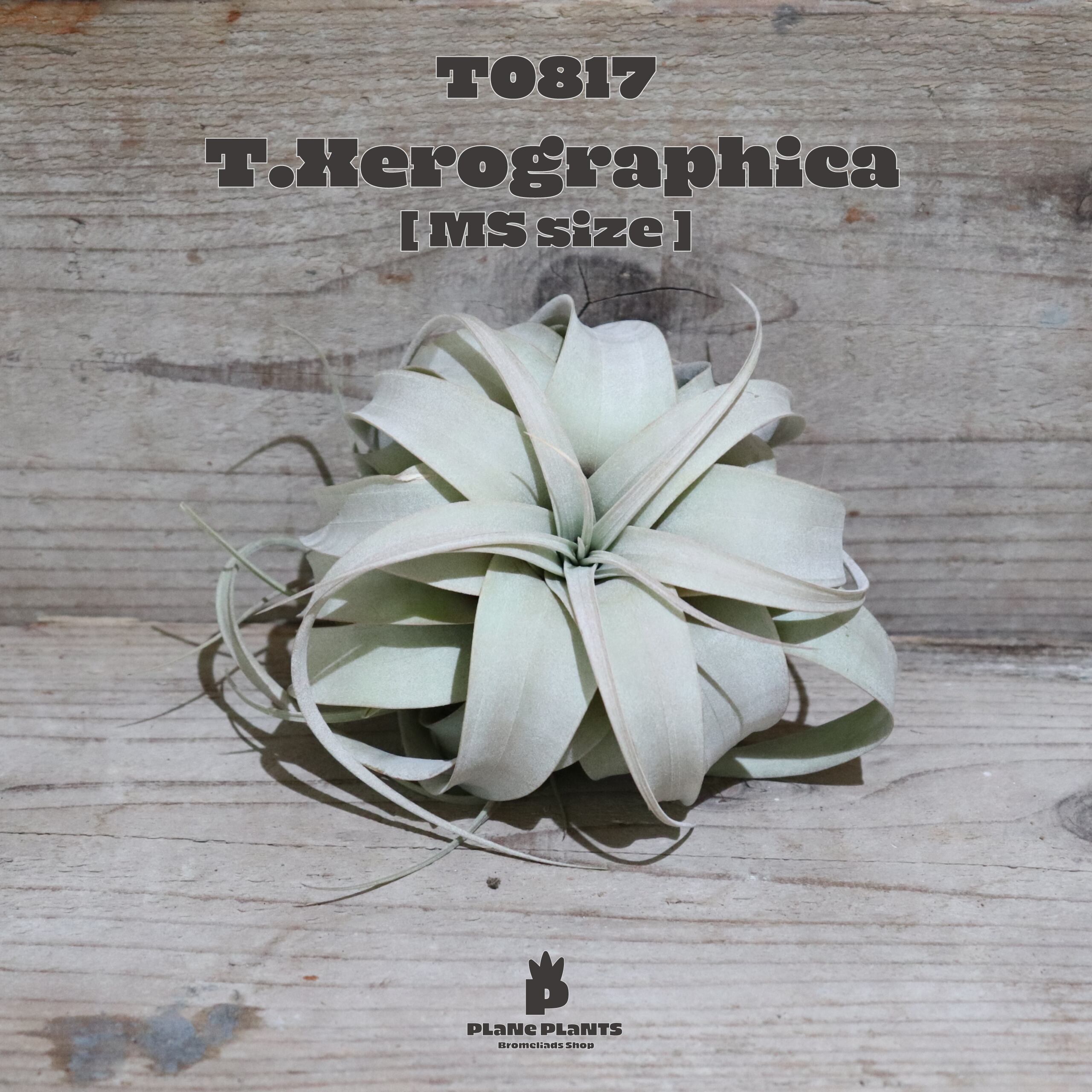 【送料無料】キセログラフィカ MS〔エアプランツ〕現品発送T0817