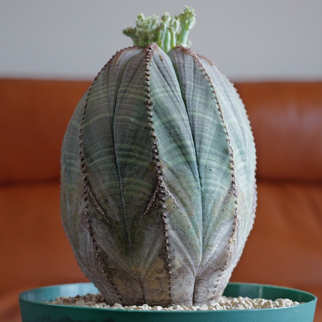 メス株 大株 最大幅 約7.8cm 木質化 マウンテン オベサ / ユーフォルビア