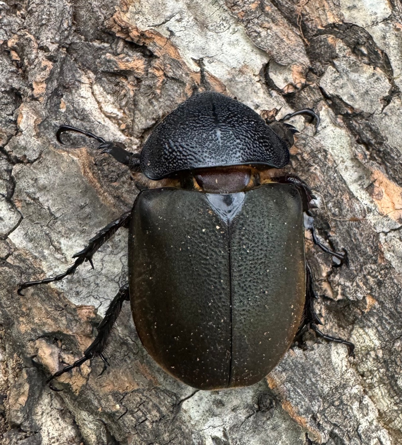 【WD】《ジャワコーカサスオオカブト 101.5mm ペア》