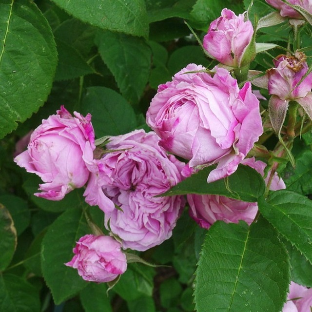 ソフィー ドゥ バビエール (セレナール)