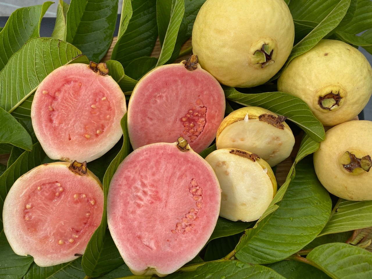 南国にしがわ農園 有機グアバ農園のなめらかジェラートセット・画像5