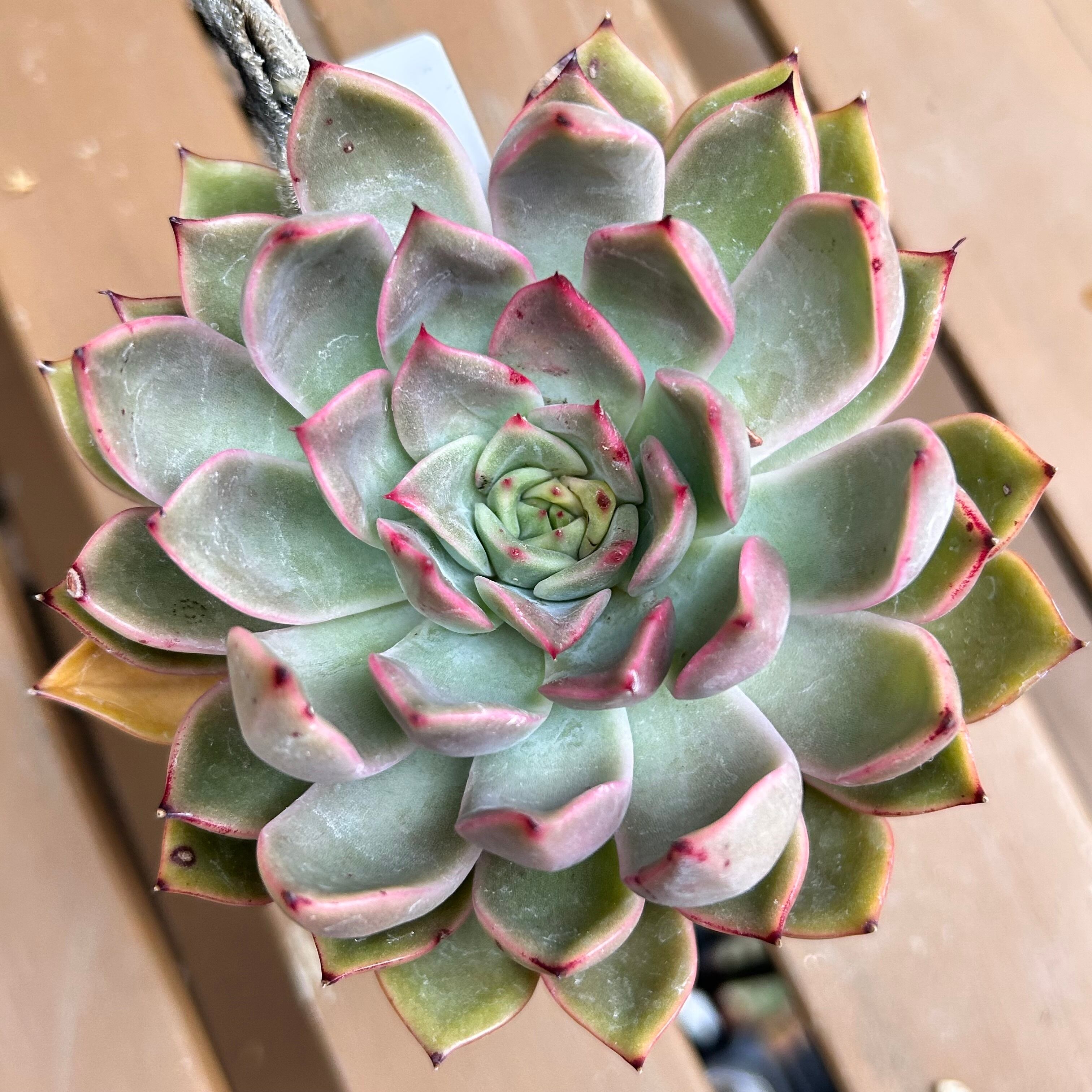 紅香妃 | RuPo 多肉植物専門店