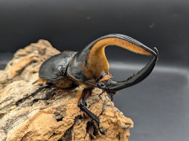 サタンオオカブト　104ｍｍ♀63ｍｍ