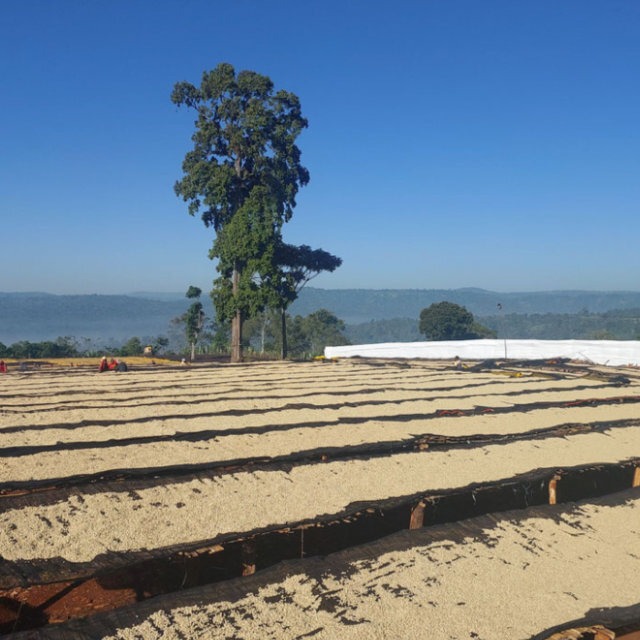 ETHIOPIA BANKO CHEL CHELE G1 【 浅煎りー200g 】