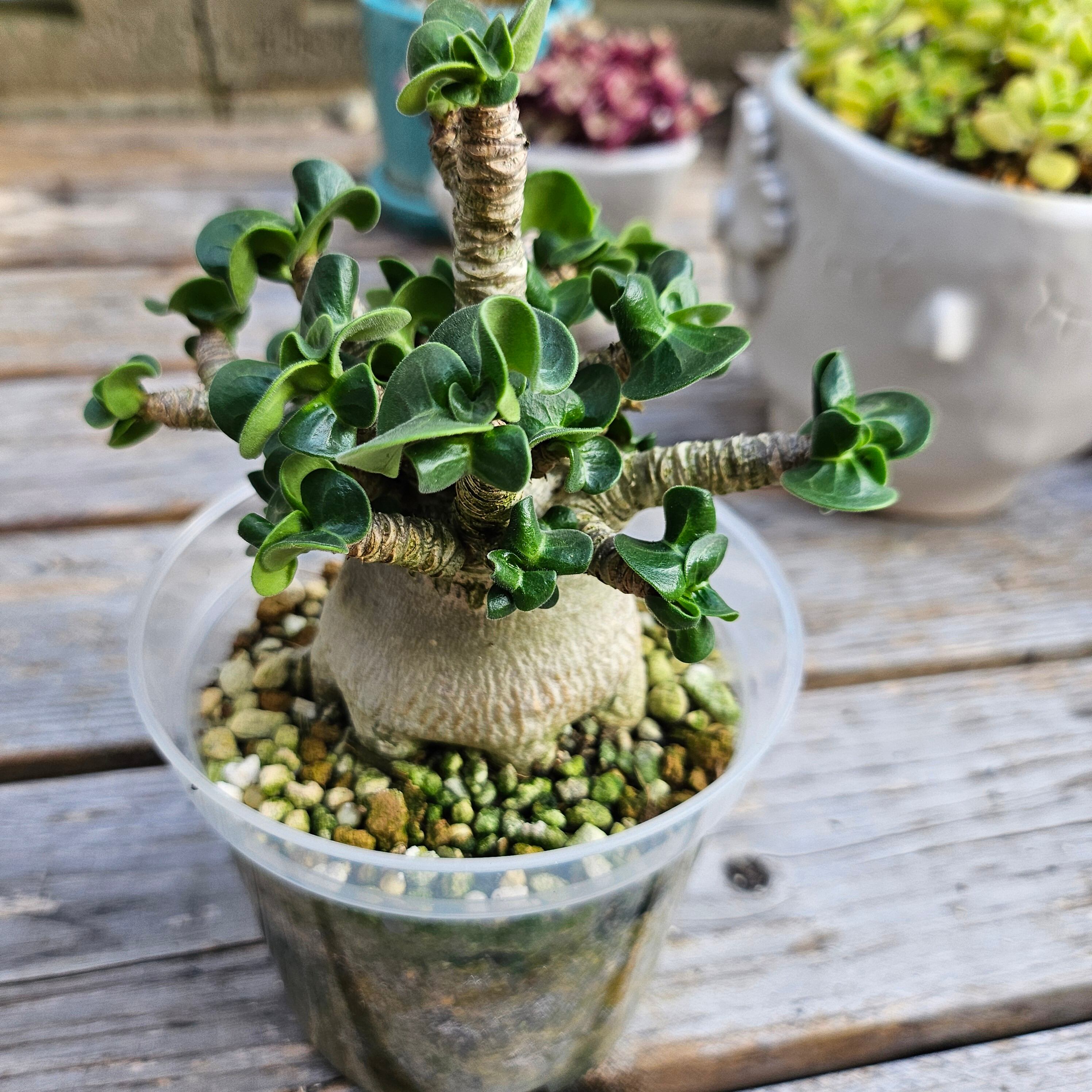 獅子葉/アデニウム/塊根植物】アデニウム メデューサ （DHA