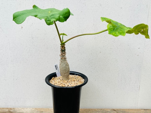 Jatropha podagrica　ヤトロファ　珊瑚油桐　多肉植物　塊根植物