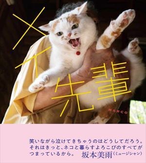 MARCO 写真集「メイ先輩」 | 奈良の愛らしい猫のお店 猫雑貨さんちこ