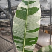Banana Musa Ae Ae⑧ / ムサ アエアエ (斑入バナナ)│観葉植物