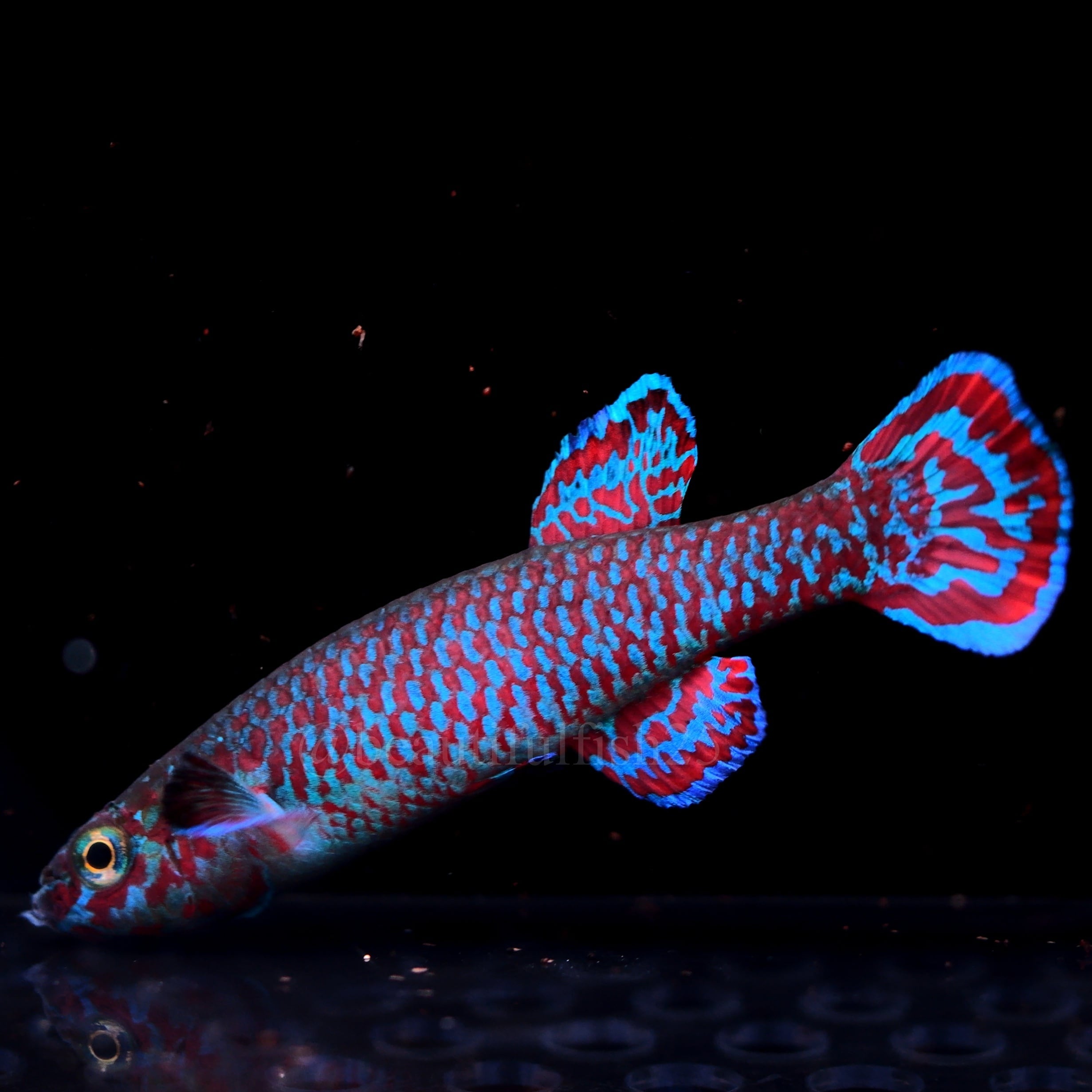 卵生メダカ アフィオセミオン ミンボン GEGVPO 2018/17 熱帯魚 卵生メダカ Aphyosemion mimbon GEGVPO 2018/17 1ペア