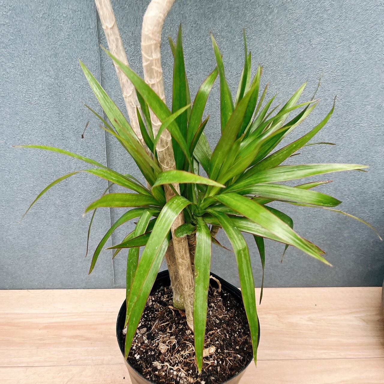 現品］【希少】15番 ドラセナ ナビー 6号 観葉植物 大型 室内 おしゃれ