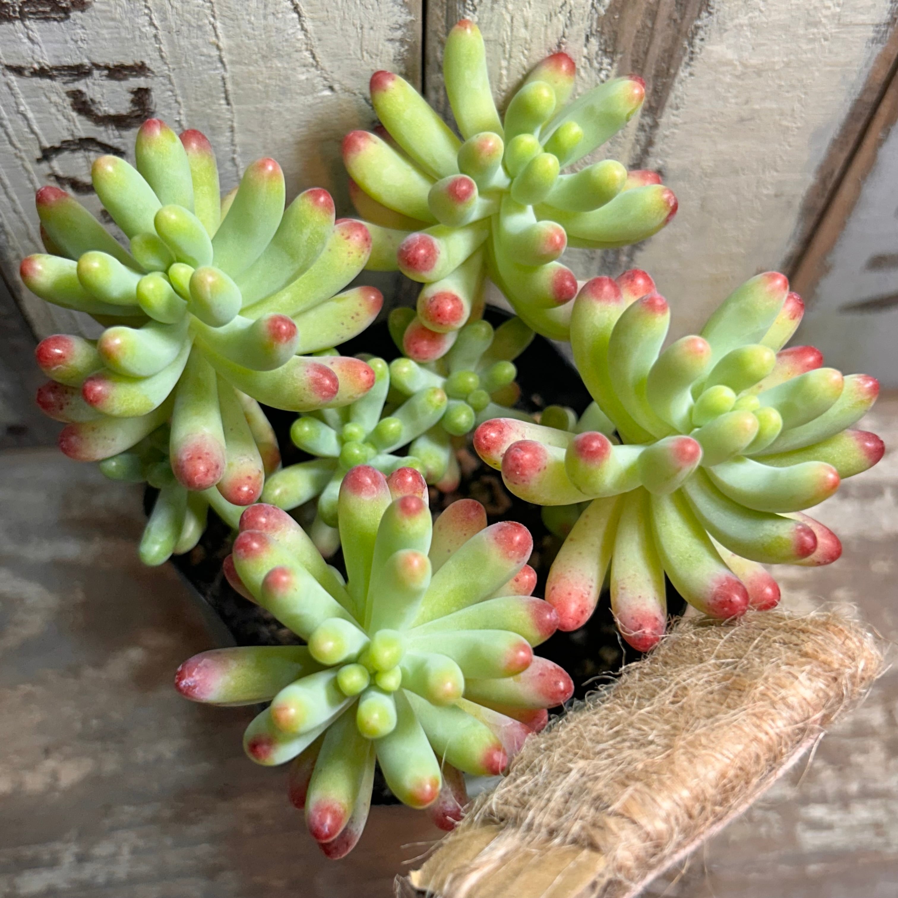 T)カーニバル アエオニウム | RuPo 多肉植物専門店