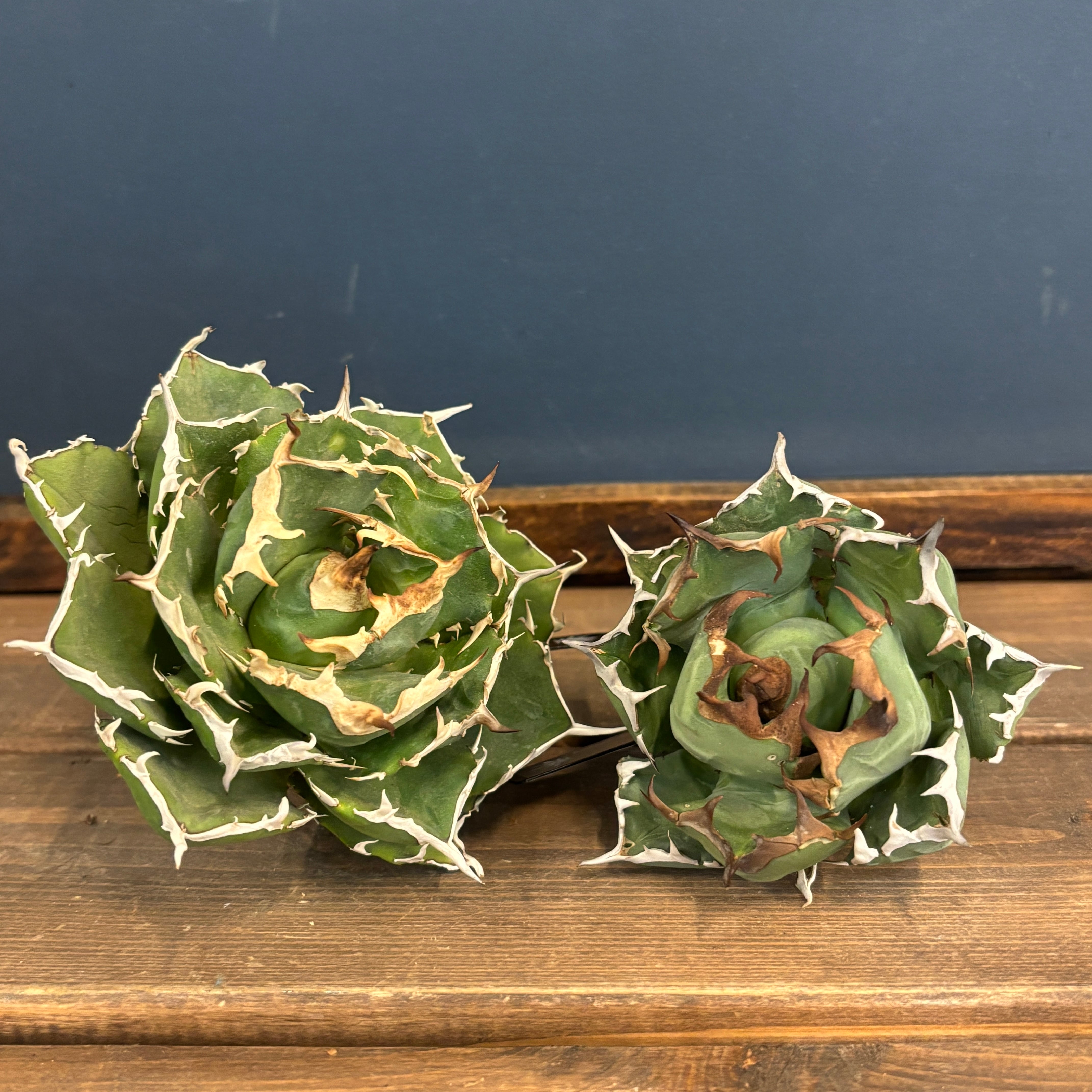 アガベ チタノタ アングリーハート【978】 | PROTOLEAF プロトリーフ