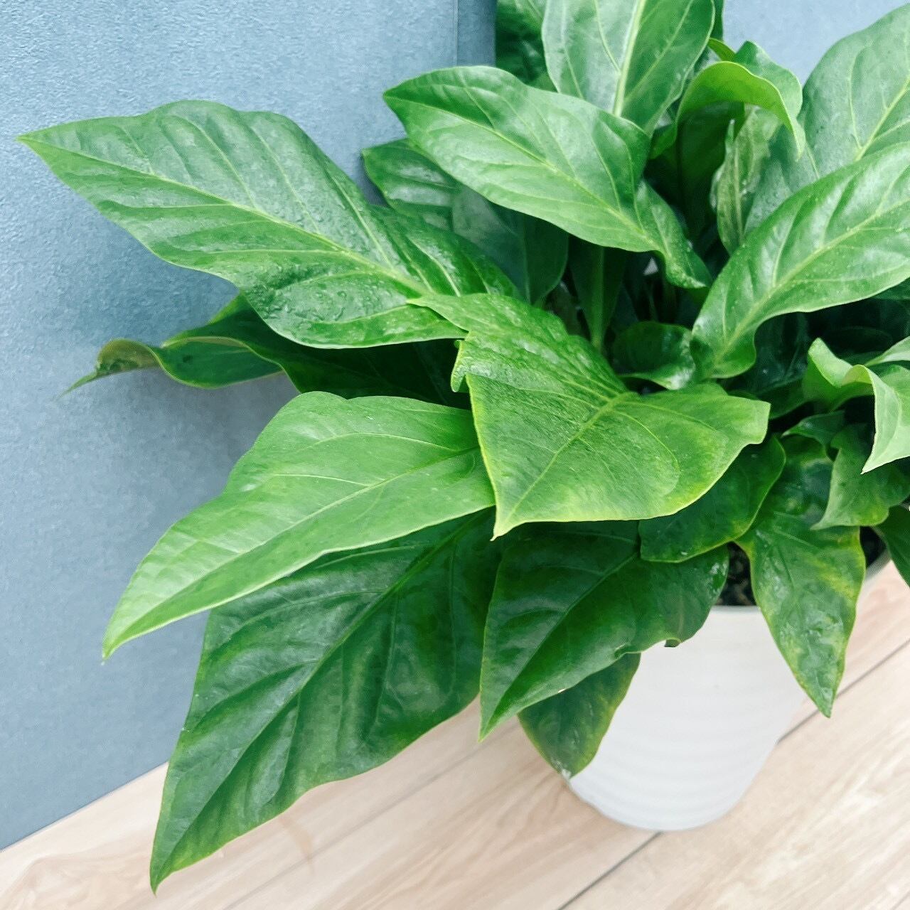 現品］【希少】58番 アンスリウム ジャングルブッシュ 10号 観葉植物