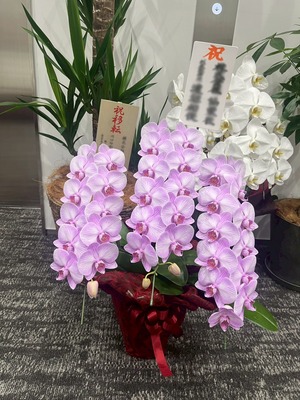 胡蝶蘭　ピンク