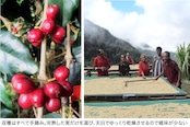 【数量限定・送料込み】万博パビリオン認定コーヒー 中深煎り 100g